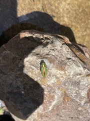 Aristosoma suturalis