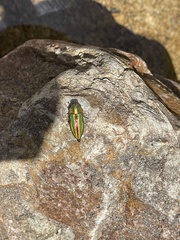 Aristosoma suturalis