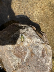 Aristosoma suturalis