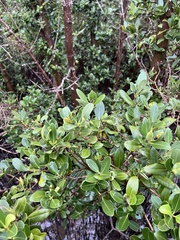 Avicennia germinans