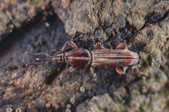 Trachelizus bisulcatus