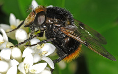 Volucella bombylans