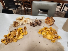 Cantharellus formosus