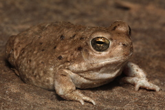 Pleurodema nebulosum