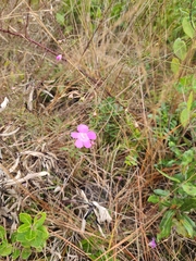 Agalinis purpurea