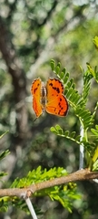 Chrysoritis chrysaor
