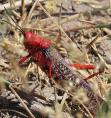 Phymateus morbillosus