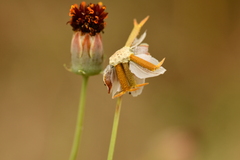 Thelesperma ambiguum