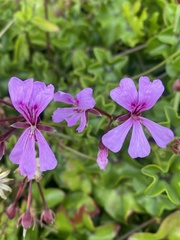 Pelargonium peltatum
