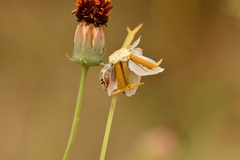 Thelesperma ambiguum