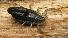 Uroplectes olivaceus