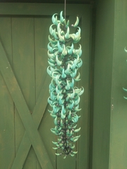 Strongylodon macrobotrys