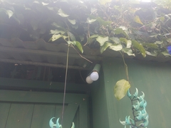 Strongylodon macrobotrys