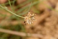 Thelesperma ambiguum