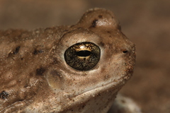 Pleurodema nebulosum