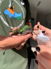 Chrysuronia leucogaster