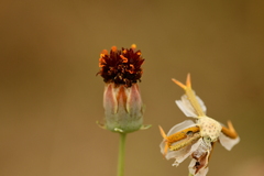 Thelesperma ambiguum
