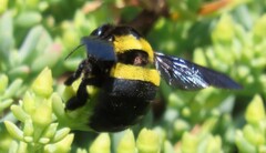 Xylocopa caffra