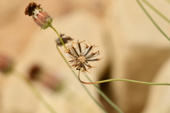 Thelesperma ambiguum