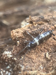 Periplaneta fuliginosa