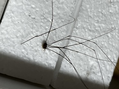 Leiobunum
