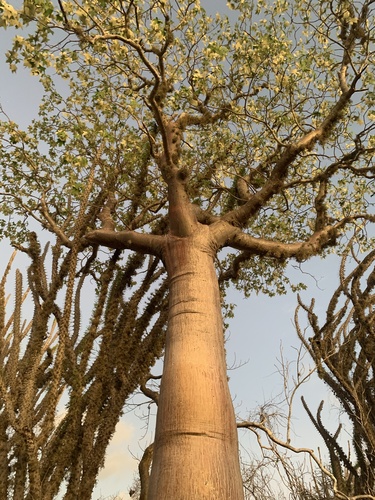 Givotia madagascariensis