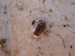 Lekanesphaera hookeri