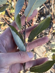 Salix cordata