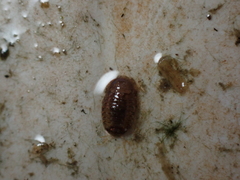 Lekanesphaera hookeri