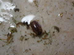 Lekanesphaera hookeri