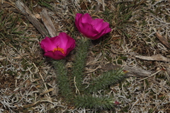 Portulaca eruca