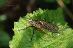 Empis livida