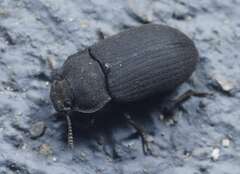 Opatrini