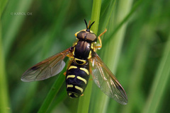 Chrysotoxum festivum