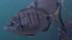 Diplodus puntazzo