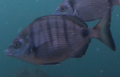 Diplodus puntazzo