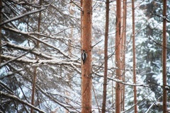 Picoides tridactylus