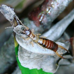 Apterygida albipennis