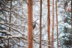 Picoides tridactylus