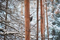 Picoides tridactylus