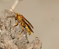 Polistes flavus