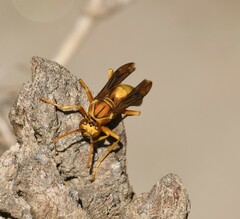 Polistes flavus
