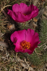 Portulaca eruca