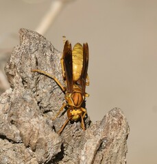 Polistes flavus