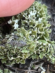 Cladonia pyxidata