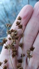 Juncus canadensis
