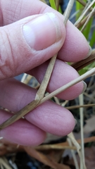 Juncus canadensis