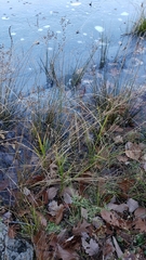 Juncus canadensis