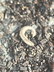 Cleidogona