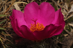 Portulaca eruca